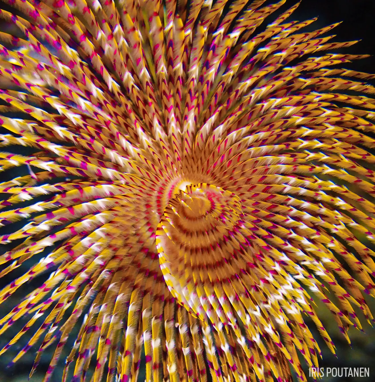 Tubeworm Underwater Photography 