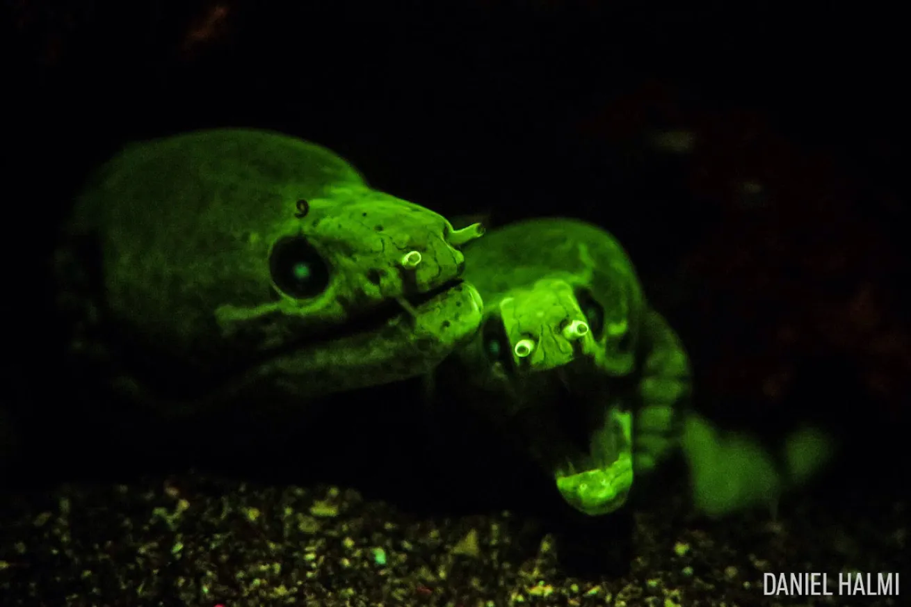 moray eel underwater photo