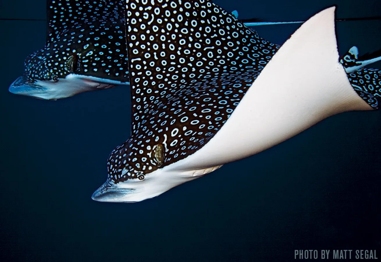 Spotted Eagle Rays | Provo, Turks and Caicos Islands