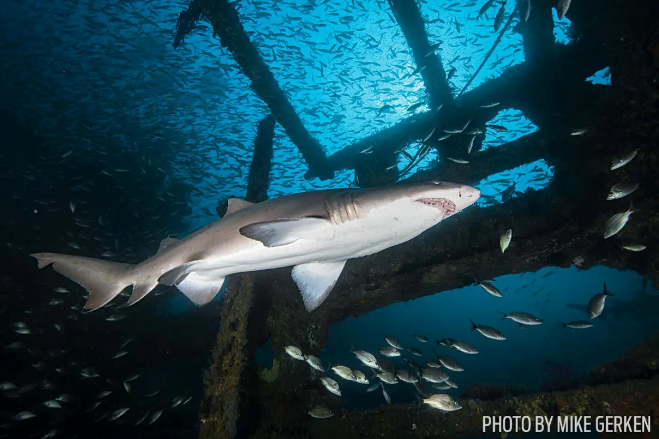 Sand tiger shark cruises past the wreck of the SS Atlas North Carolina