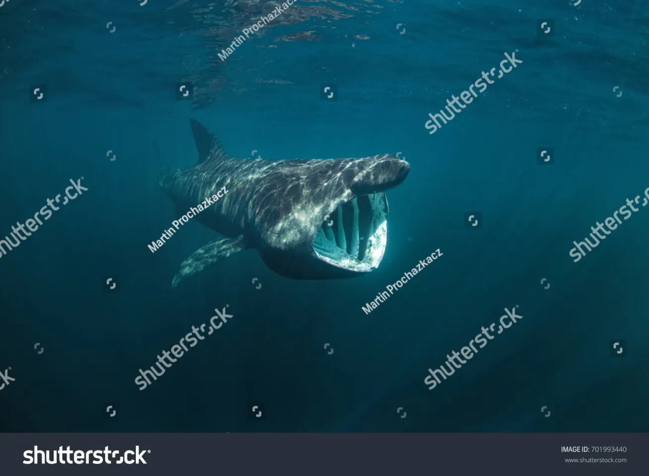 A basking shark (Cetorhinus maximus) swims off Coll island, Scotland.