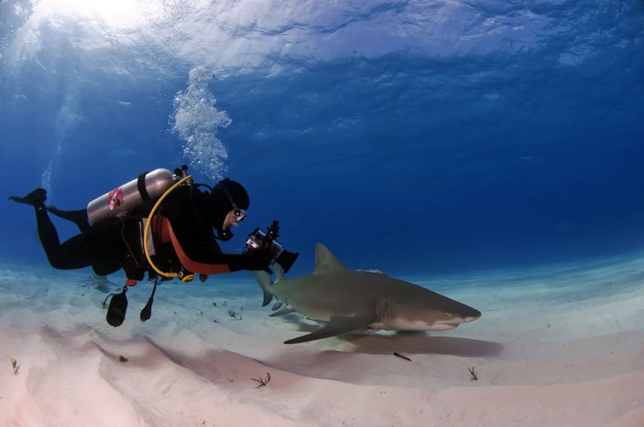 Diving with Sharks
