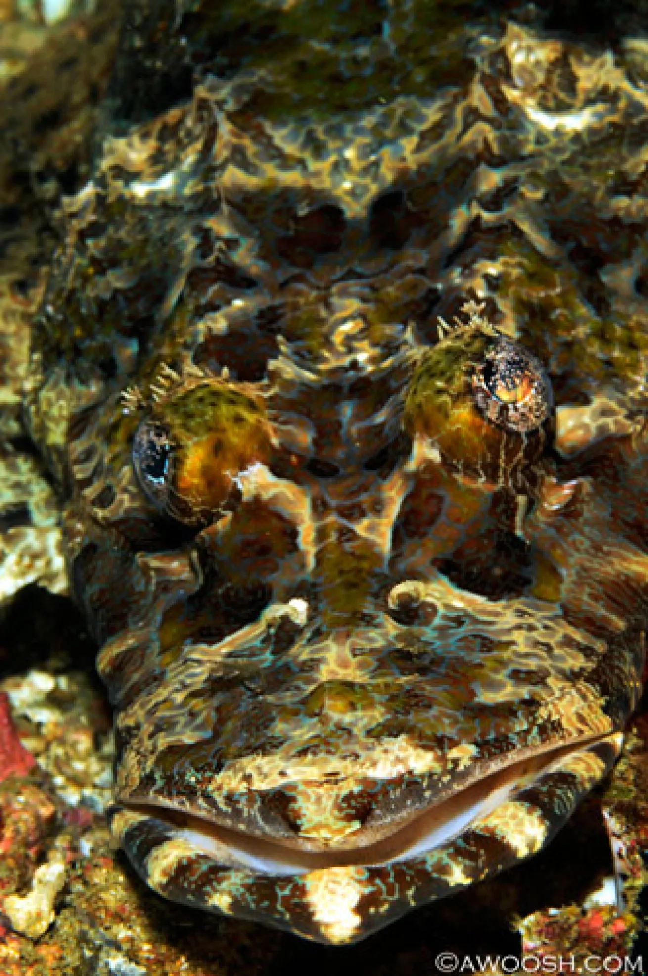 Raja Ampat underwater photography 