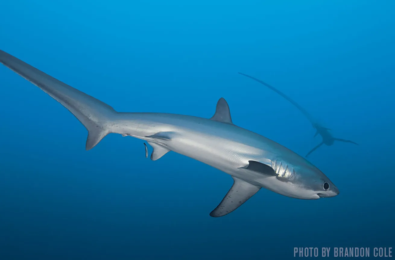 Thresher Sharks | Malapascua, Philippines
