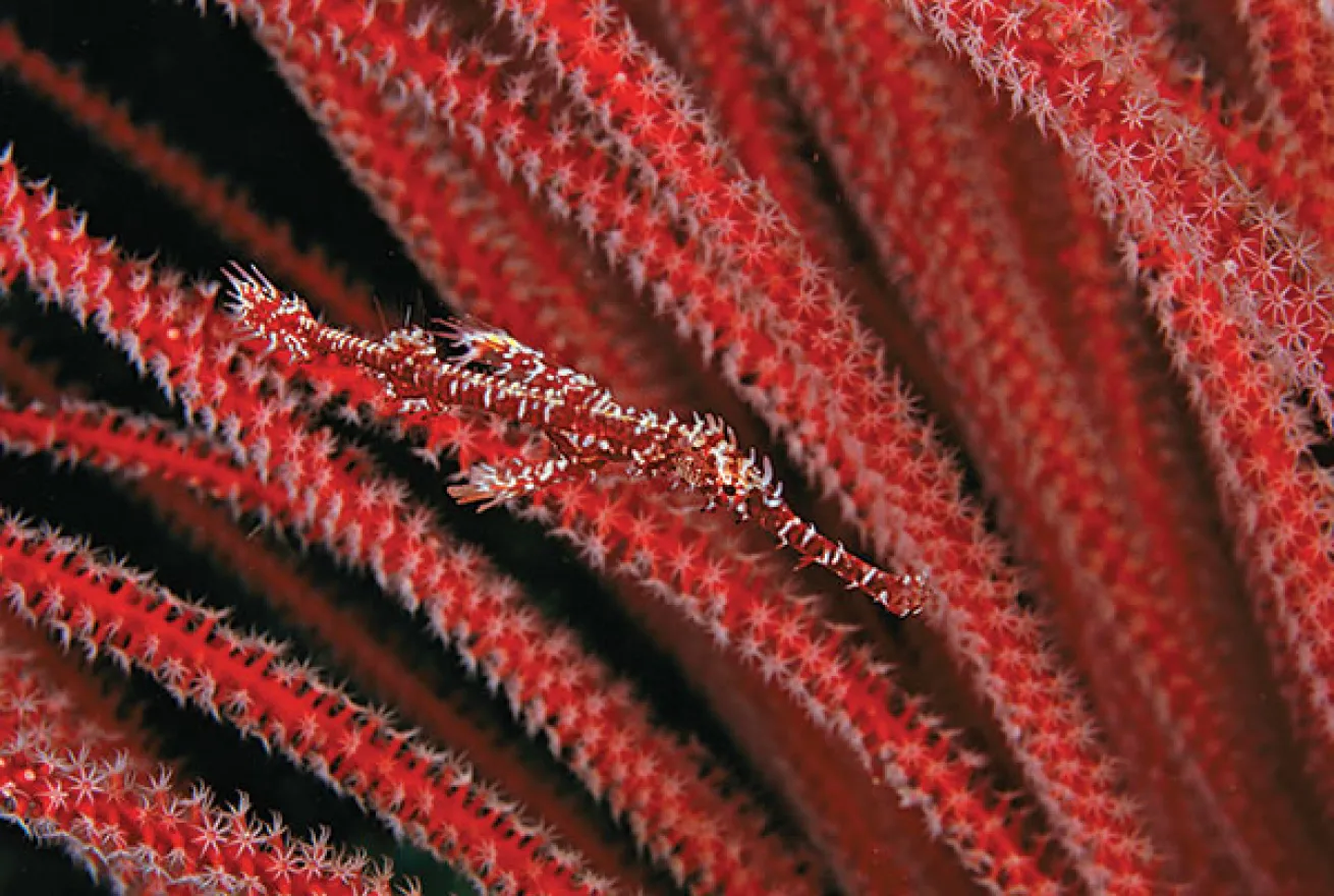 ghost pipefish camouflage