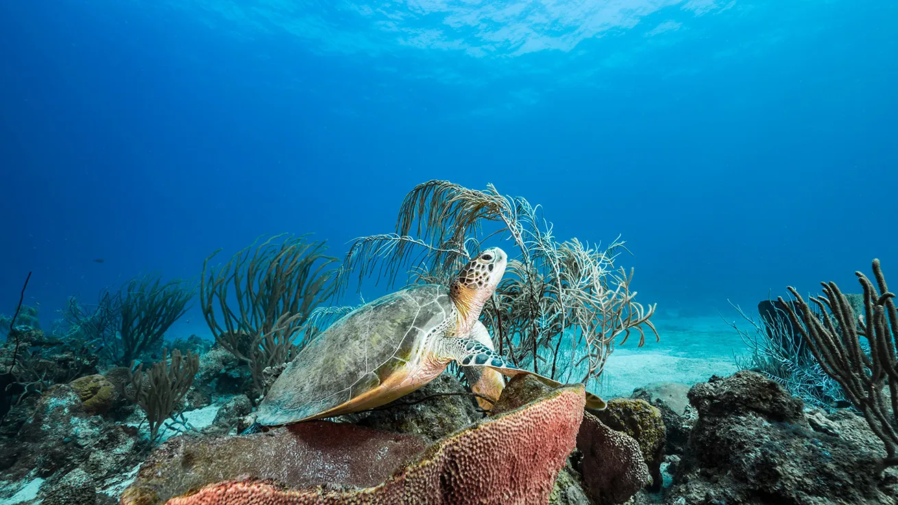 turtle underwater sponge curacao
