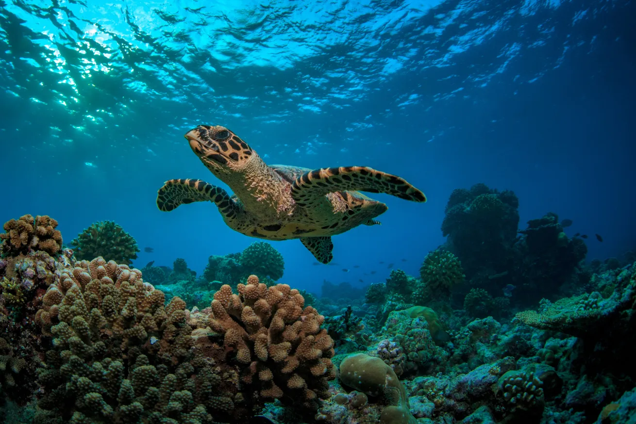turtle diving seychelles