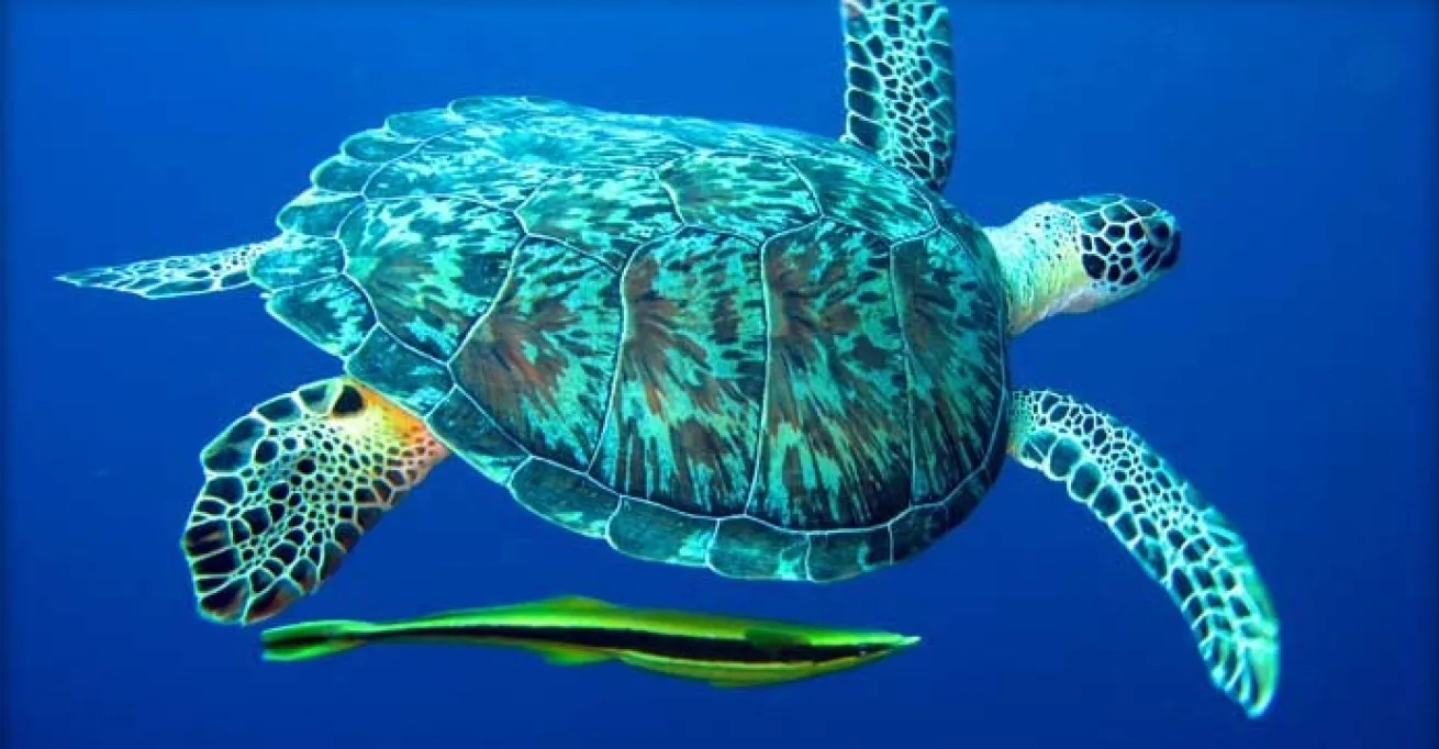 turtle with remora
