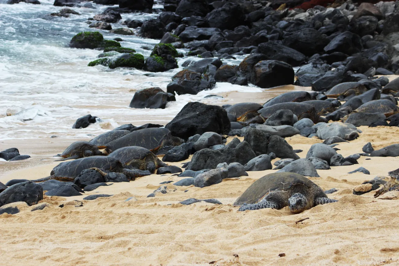 sea turtles in Maui, Hawaii