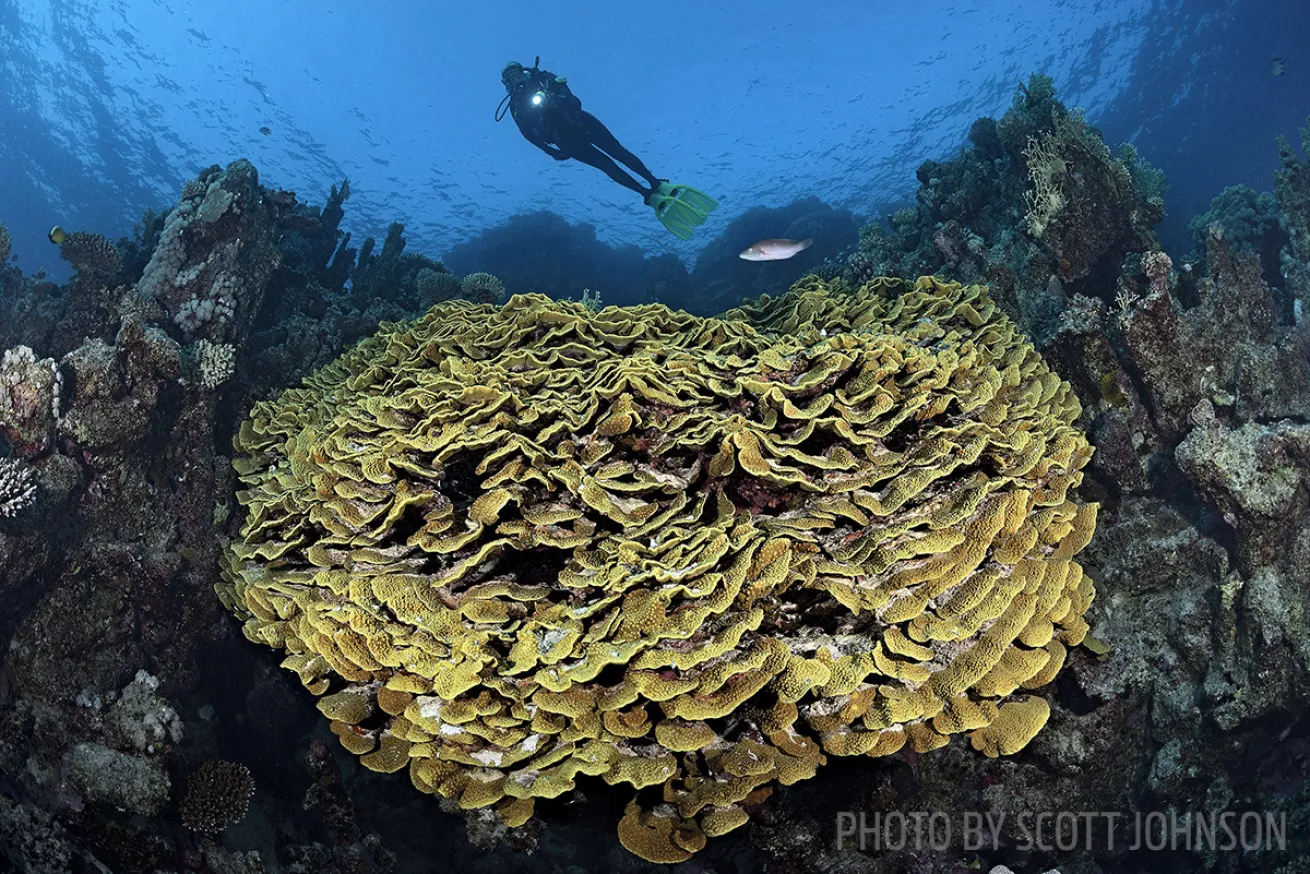 coral reef photography tips