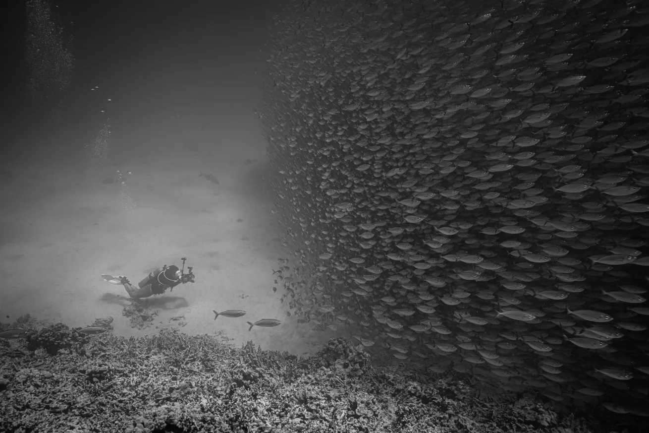 underwater bait ball
