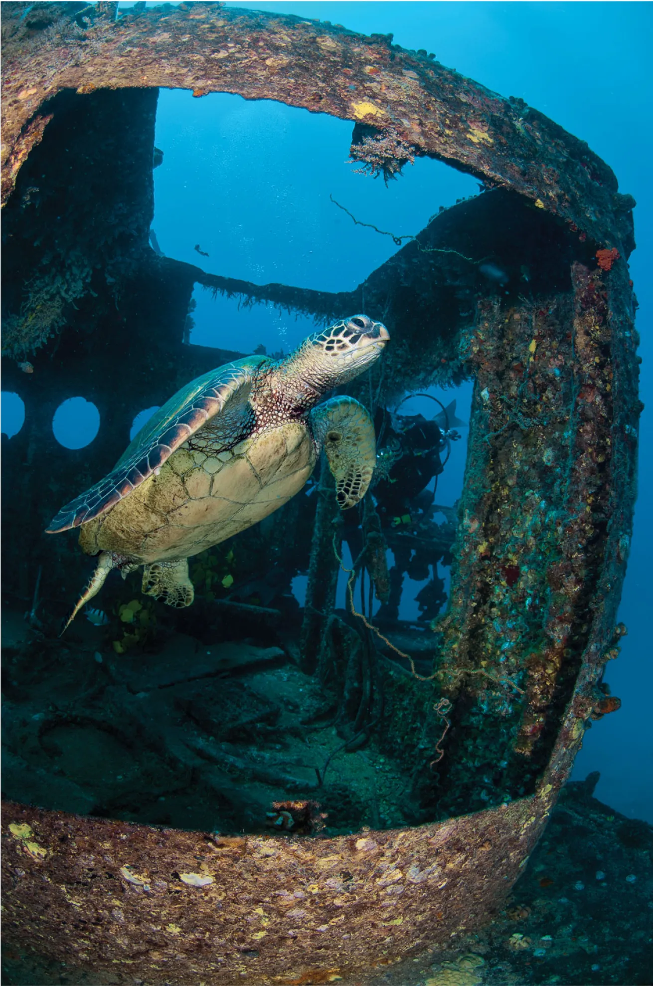 scuba diving hawaii
