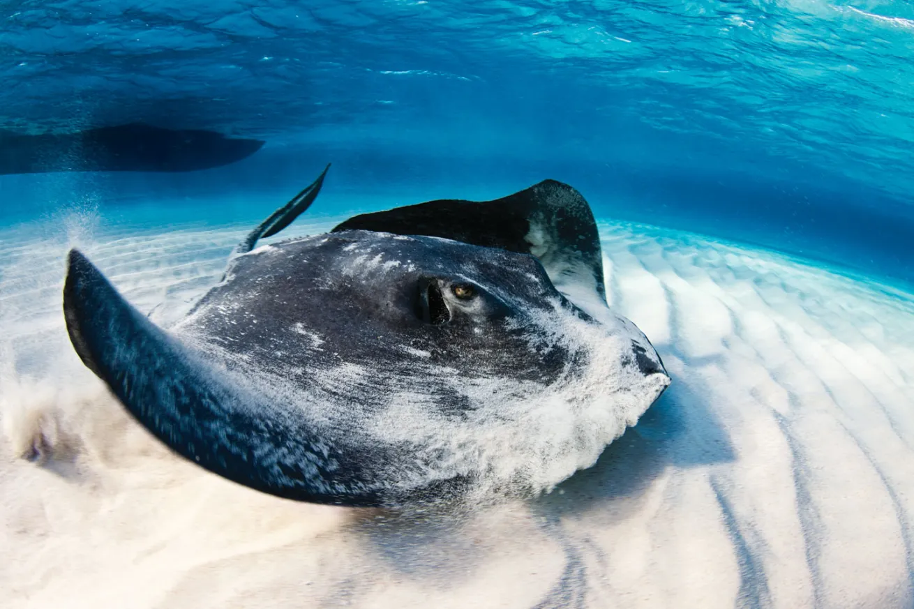 scuba diving grand cayman