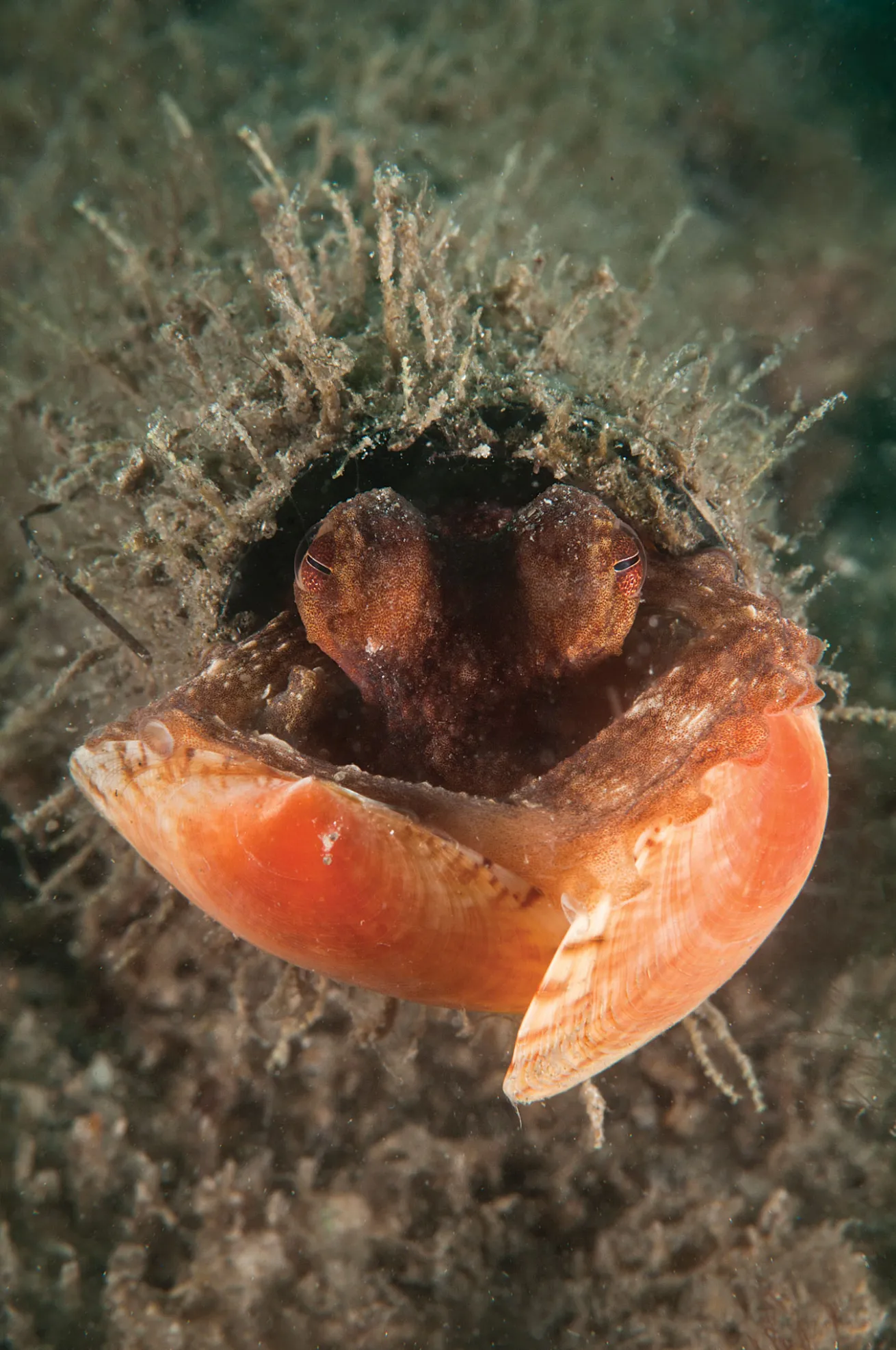 scuba diving florida