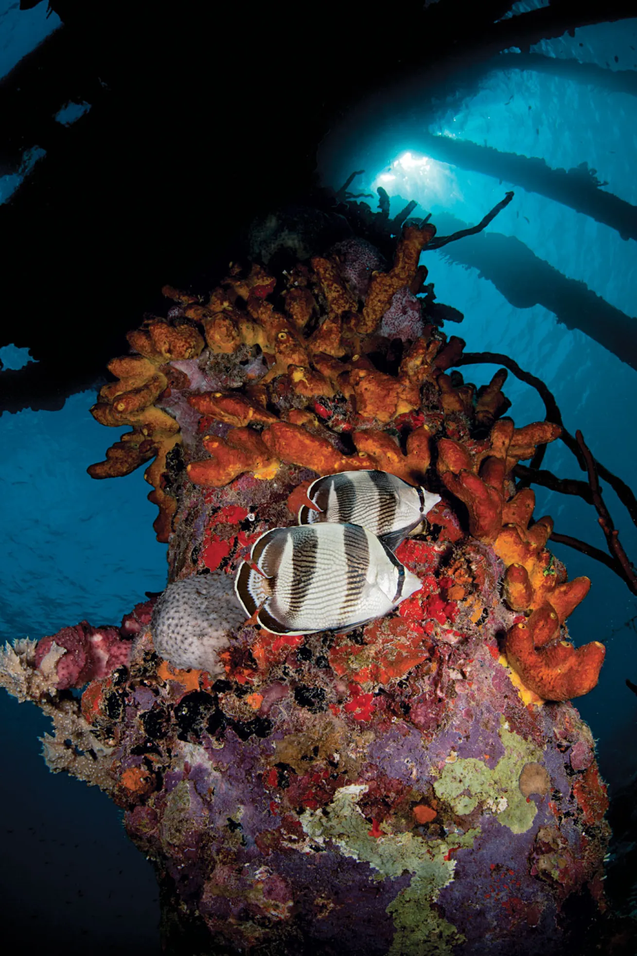 scuba diving bonaire