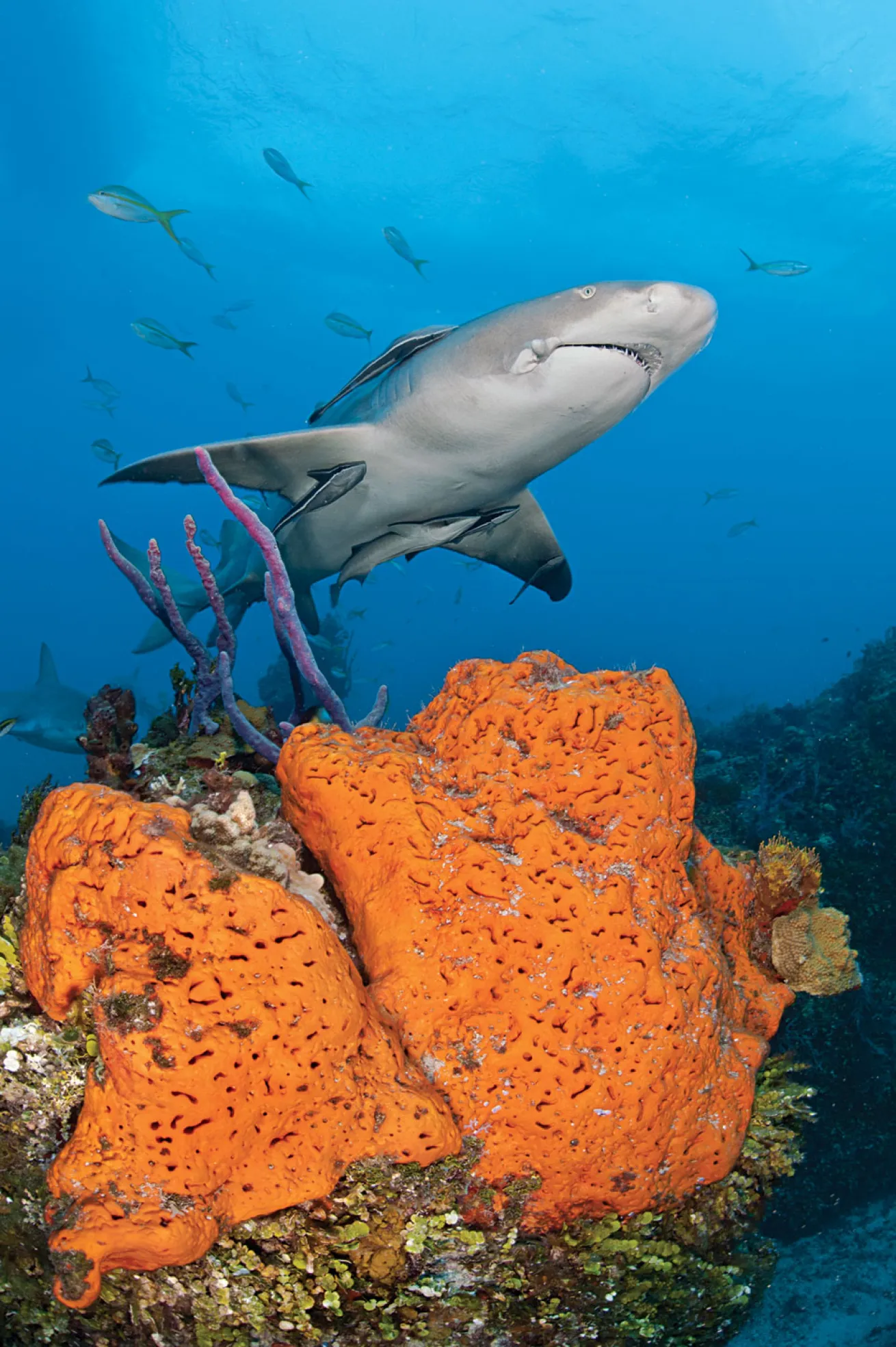 scuba diving bahamas
