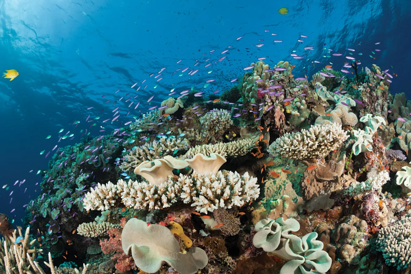 scuba diving fiji