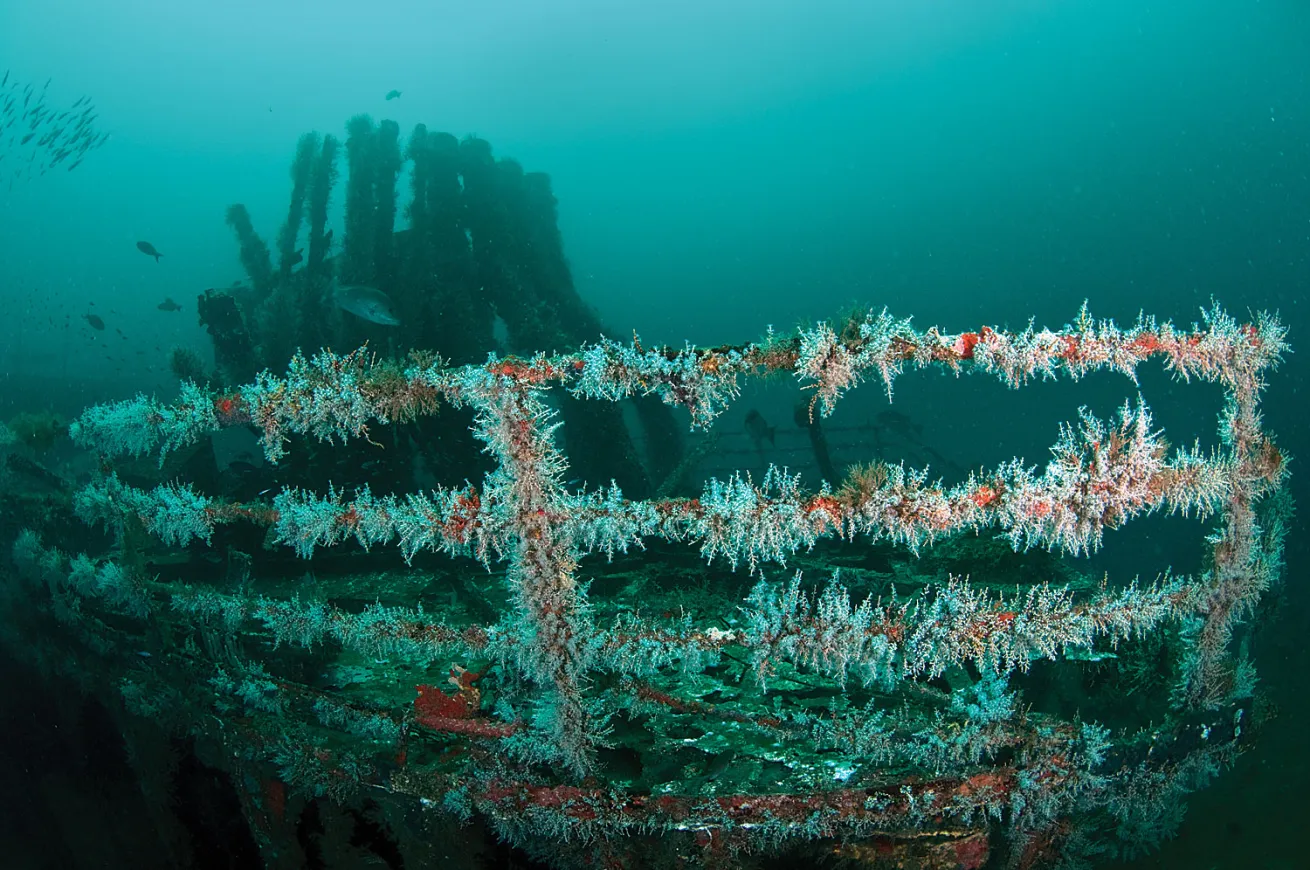scuba diving tobago