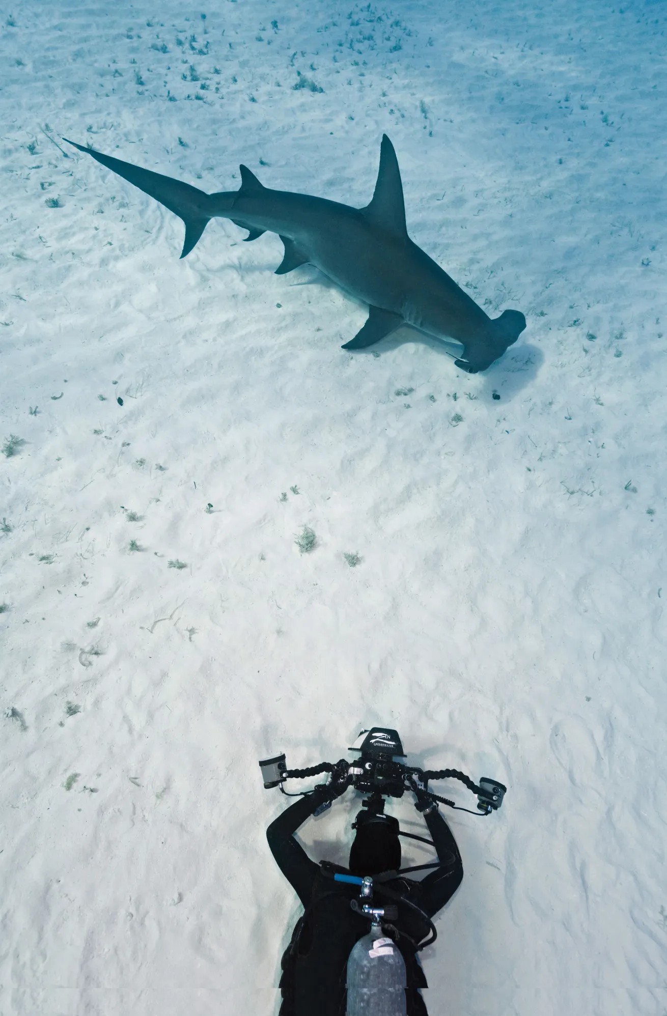 hammerheads in the bahamas