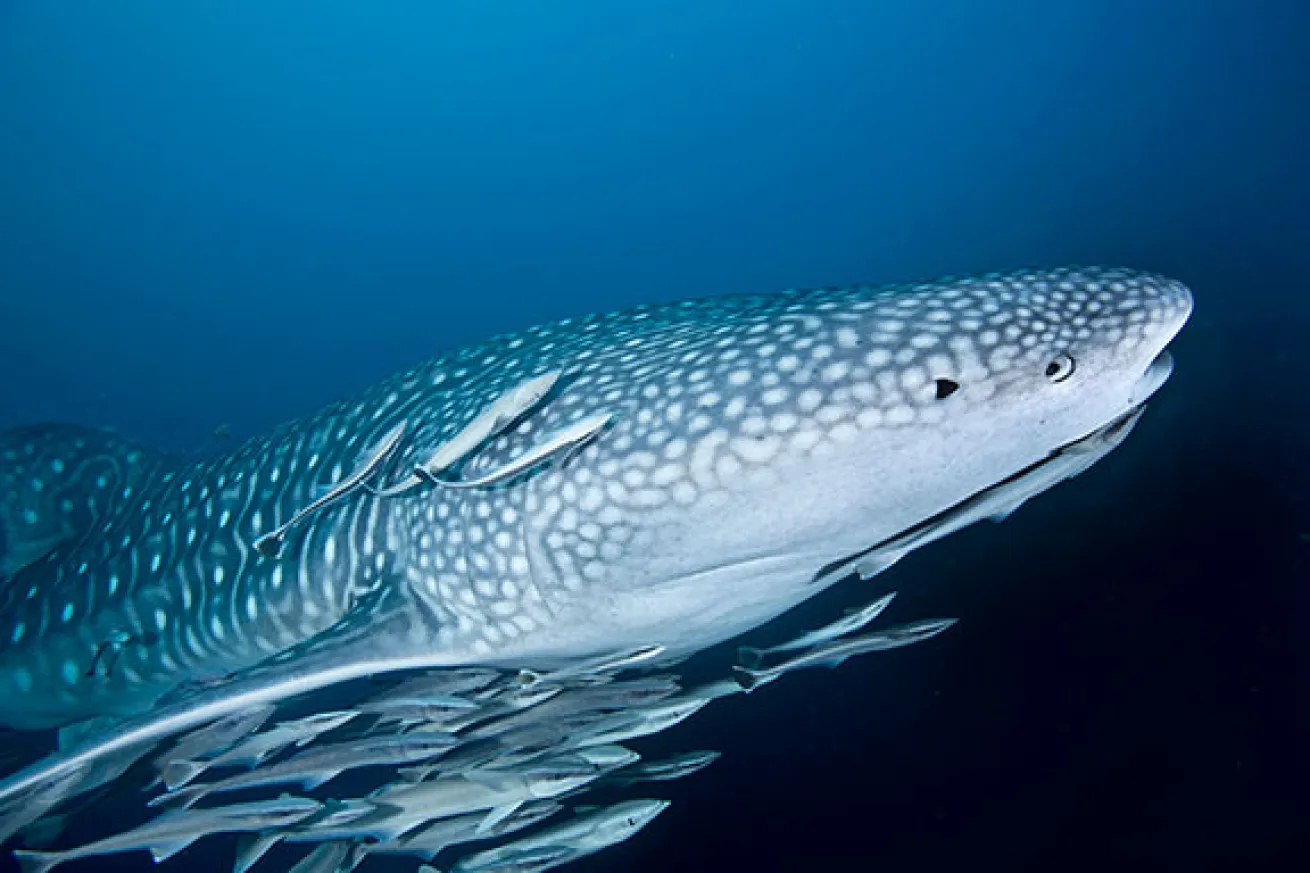whale shark migration