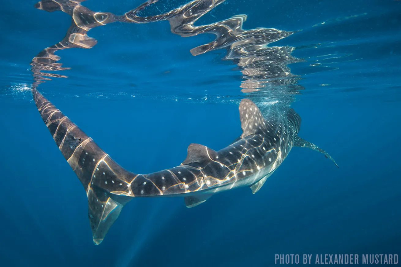 Whale Sharks | Isla Mujeres, Mexico 