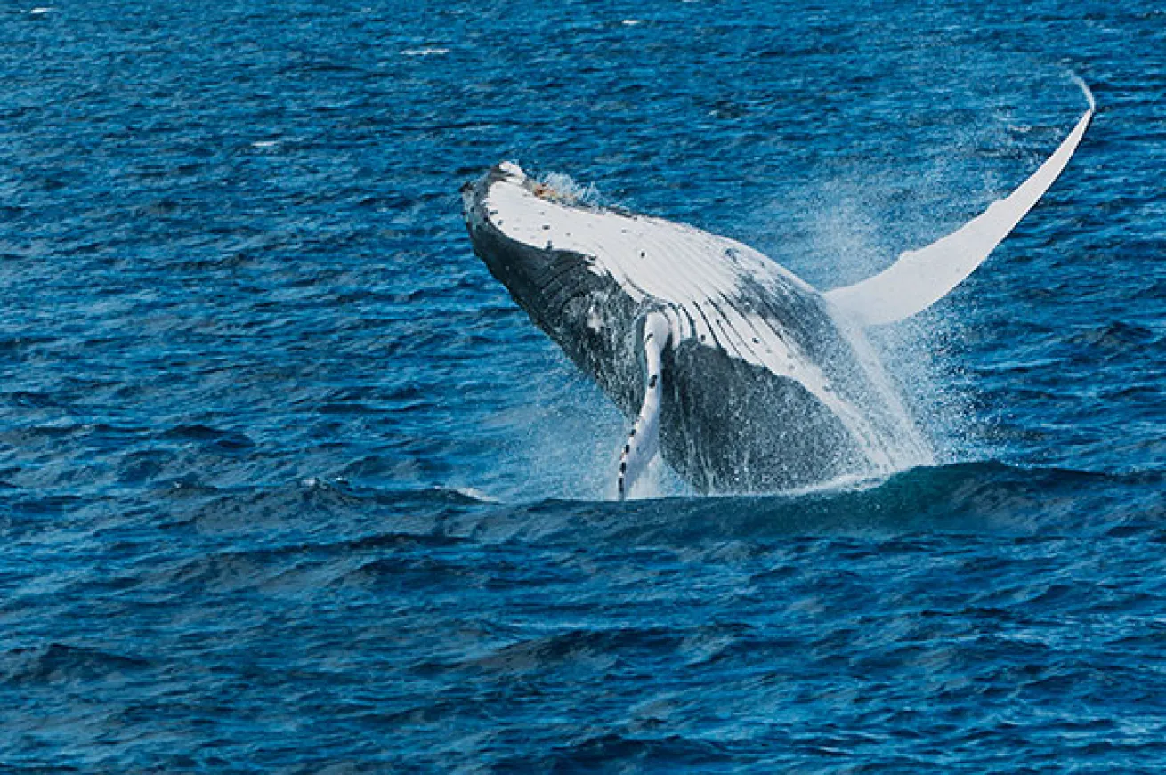 humpback whale breaching