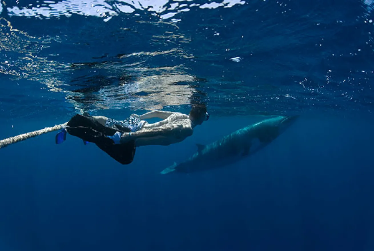 snorkeling with dwarf minke whales