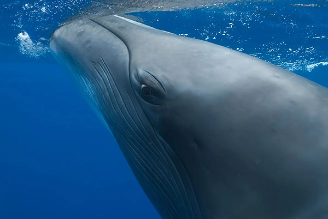 dwarf minke whale