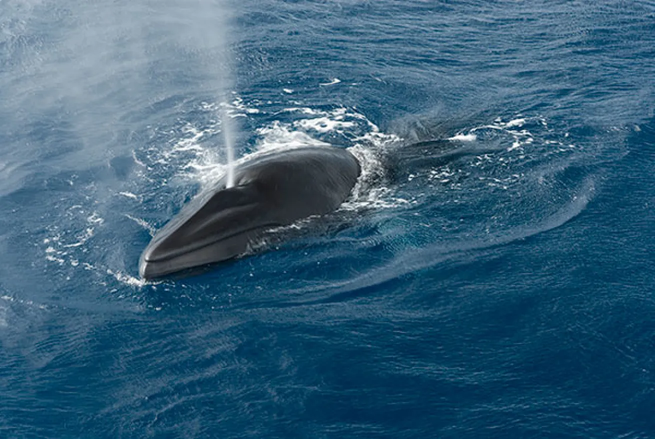 dwarf minke whales at surface
