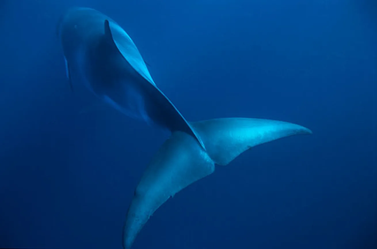 dwarf minke whales