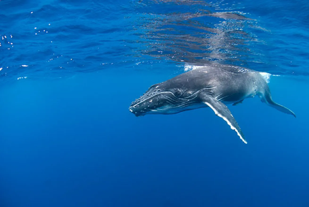 humpback whale