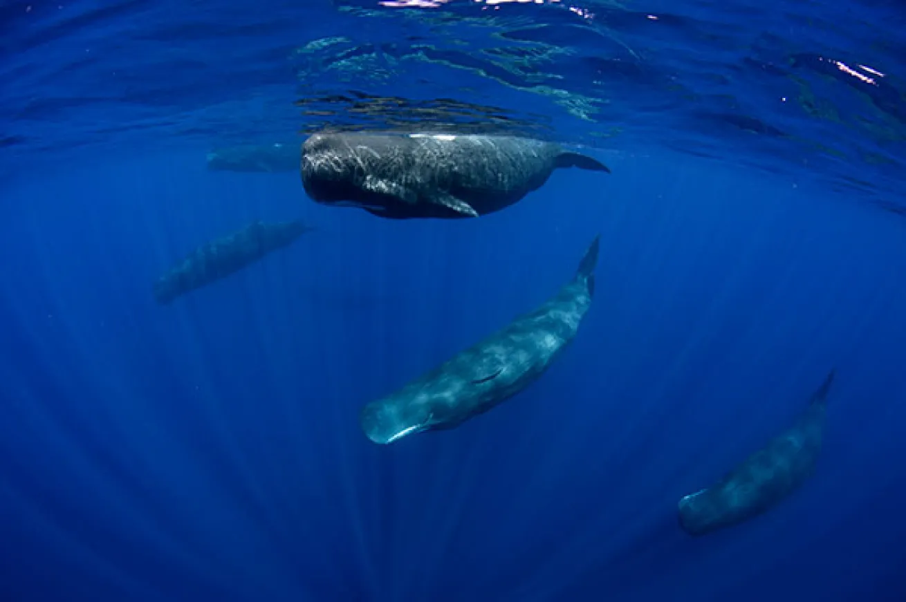 sperm whale