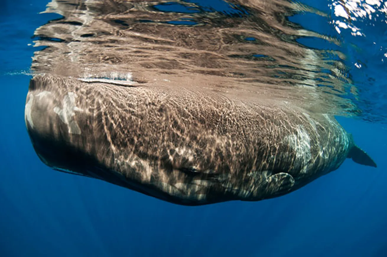 sperm whale
