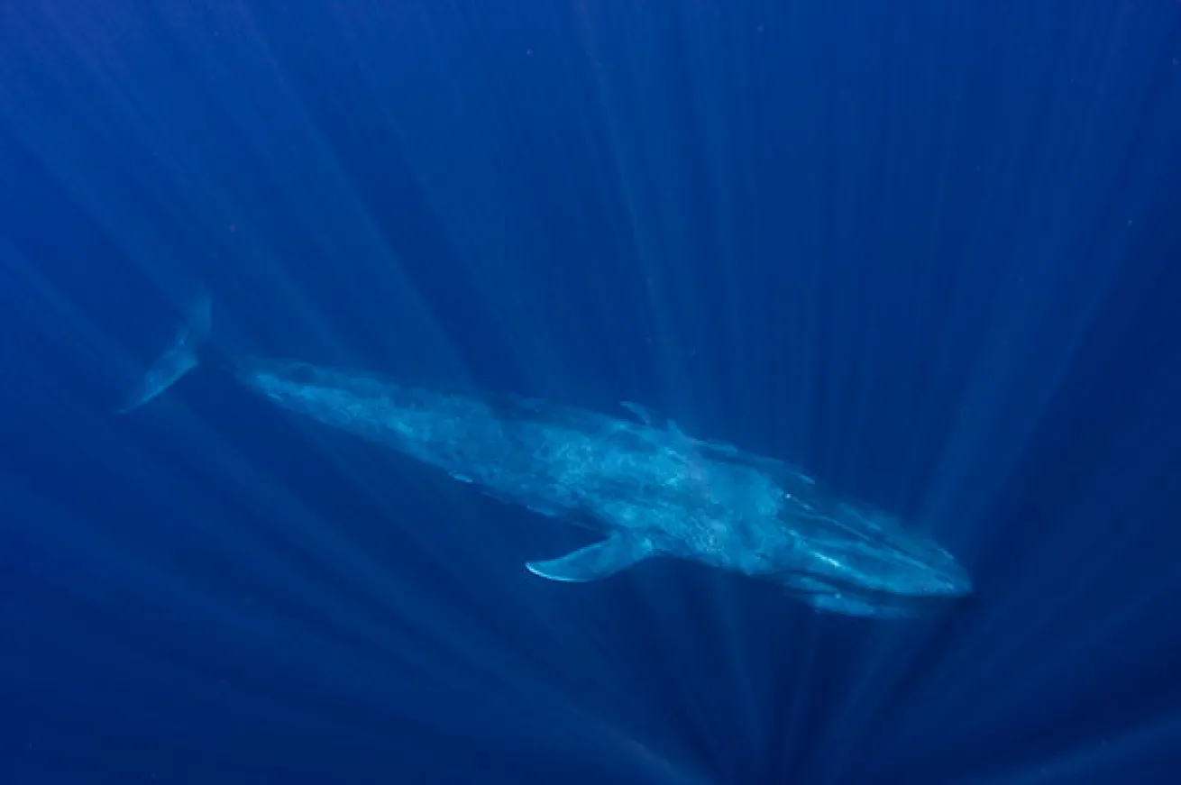blue whale