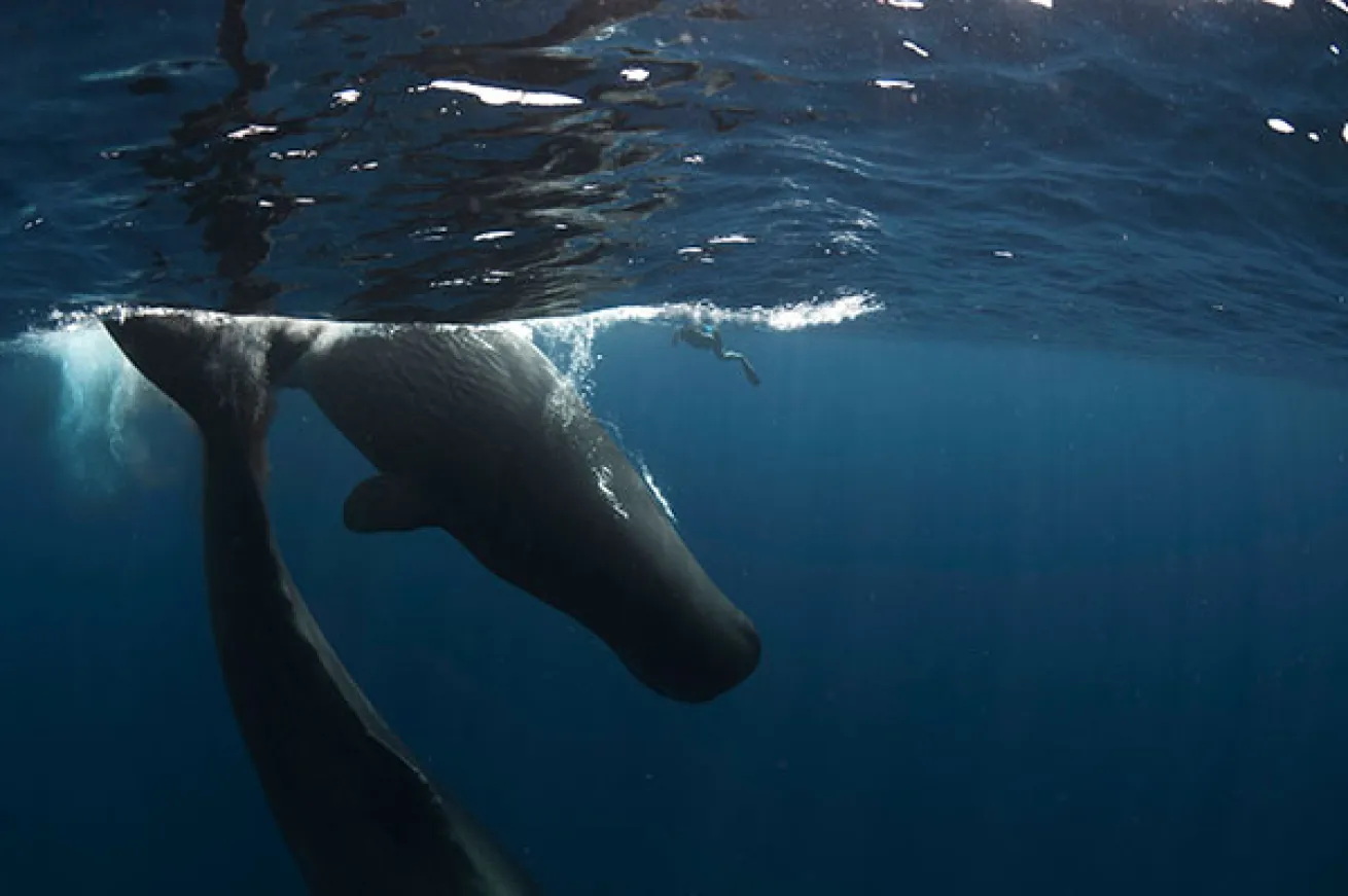 sperm whale