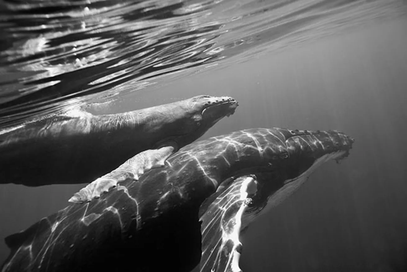 humpback whale mother and calf