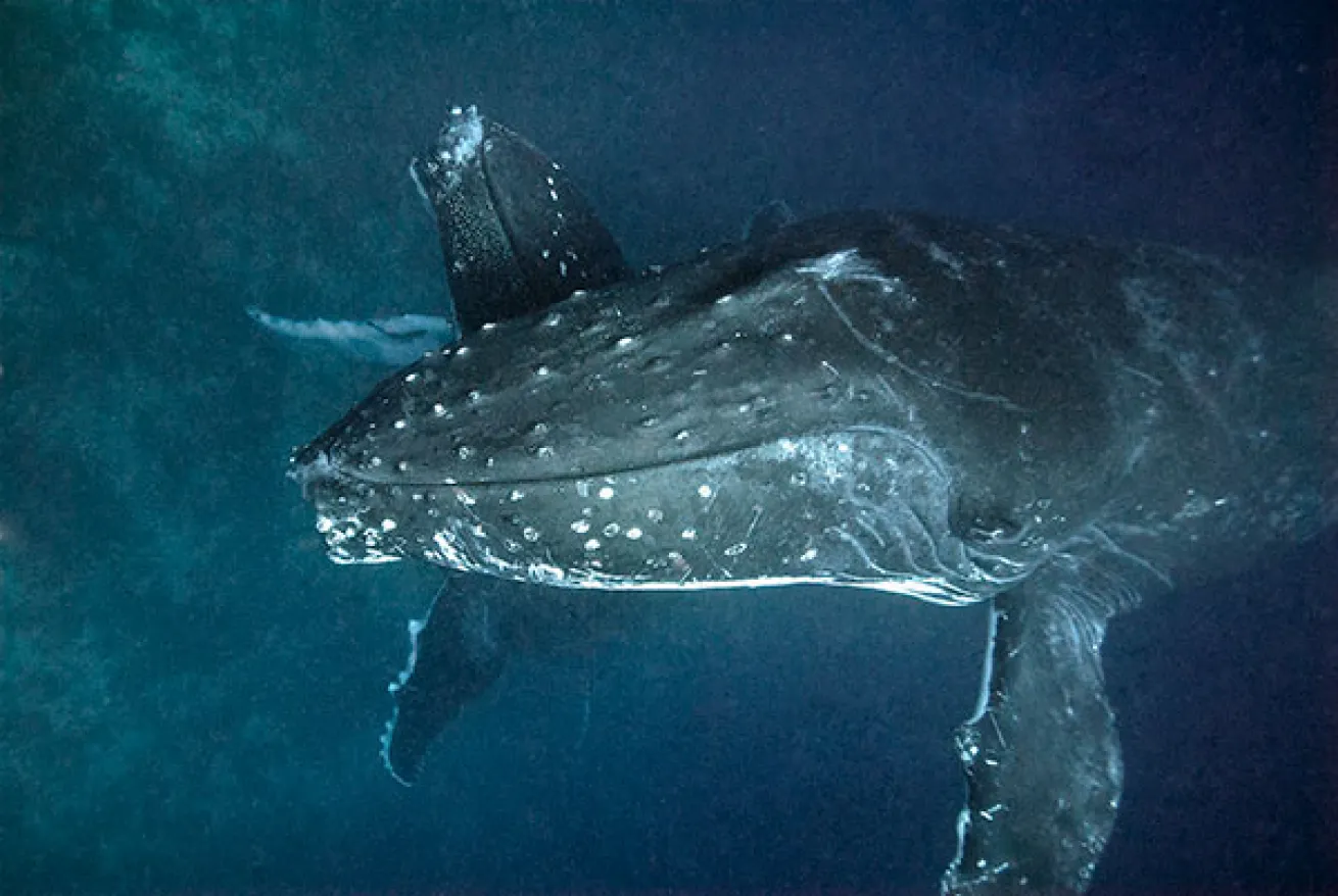humpback whales