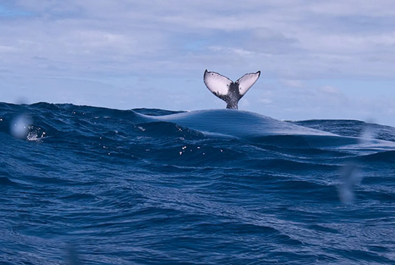 humpback whale tail slapping