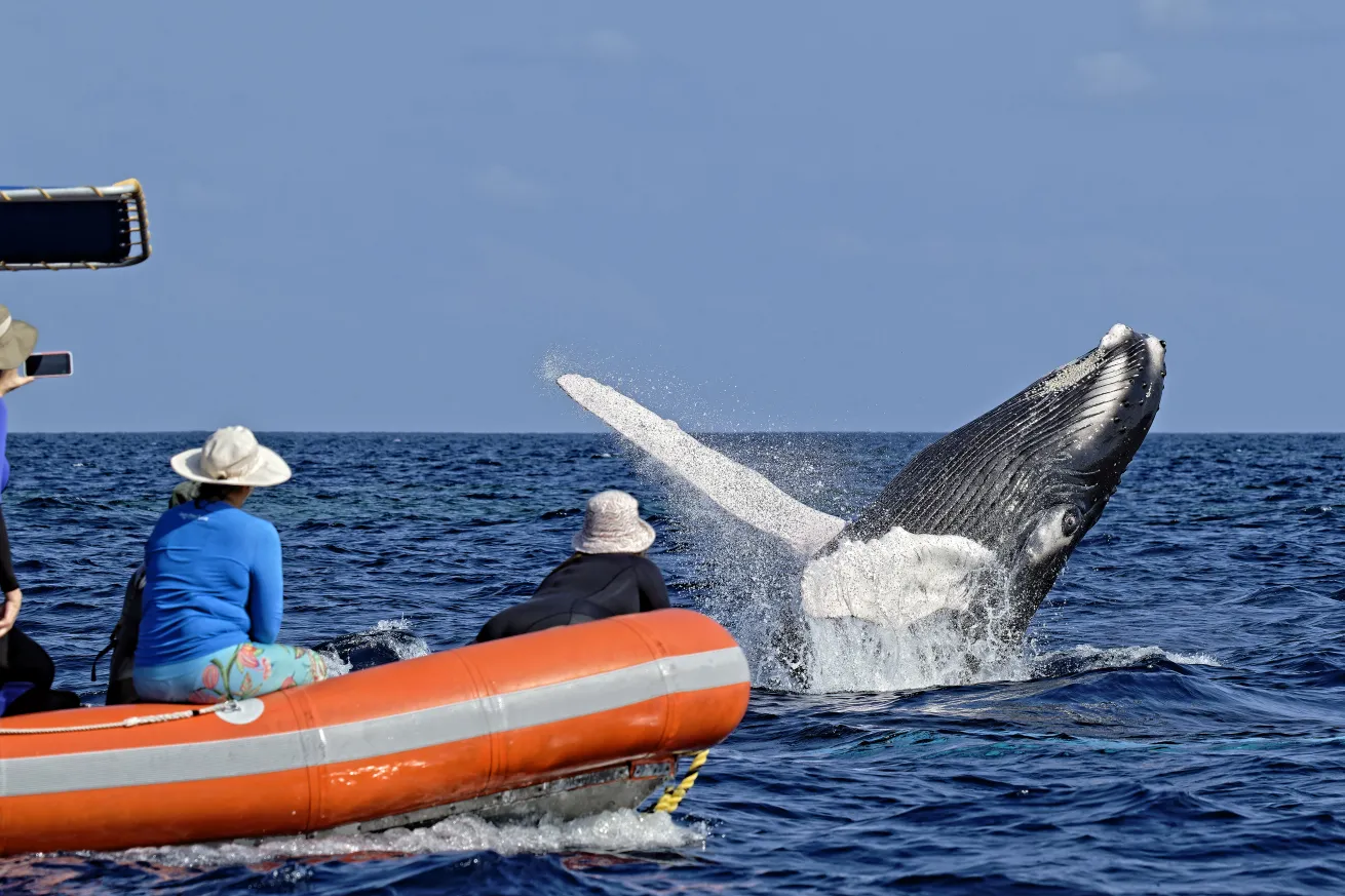Lucky passengers on the author’s liveaboard trip witness a humpback calf breaching from a skiff at Silver Bank.