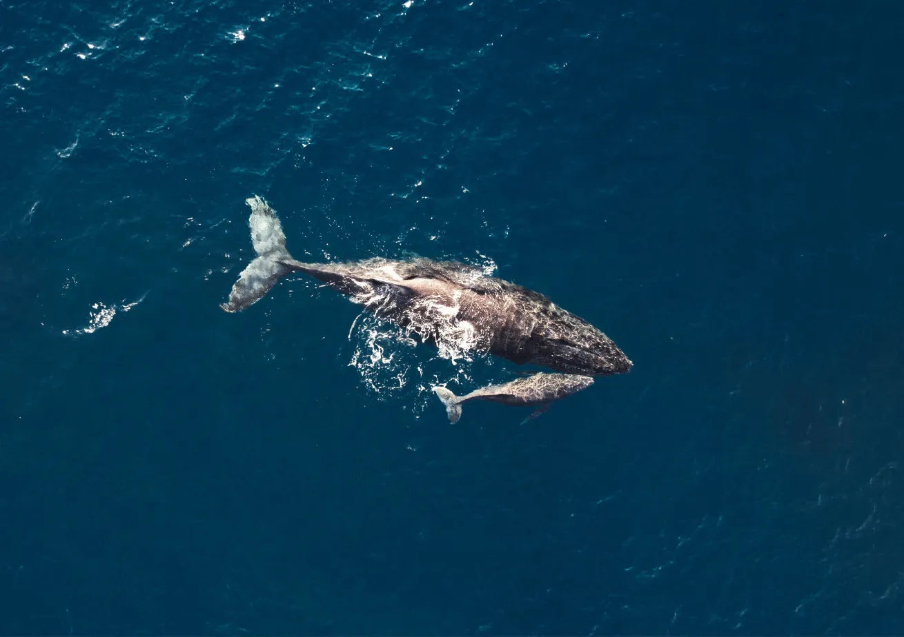 humbpack whale ningaloo reef australia