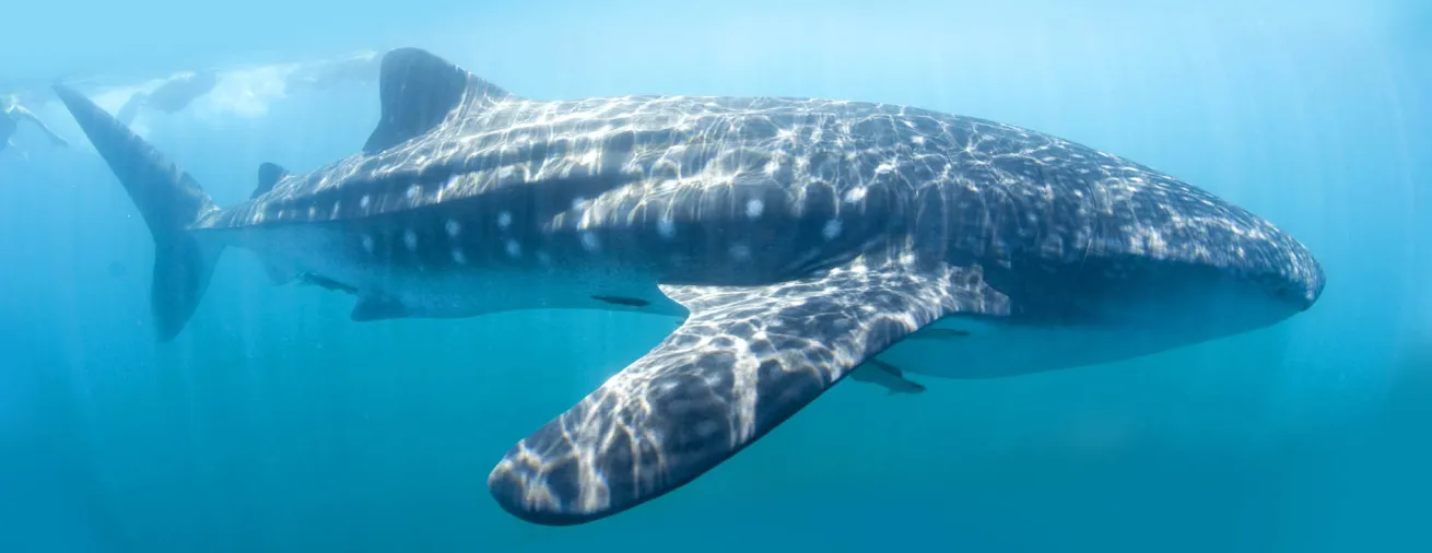 whale sharks pacific