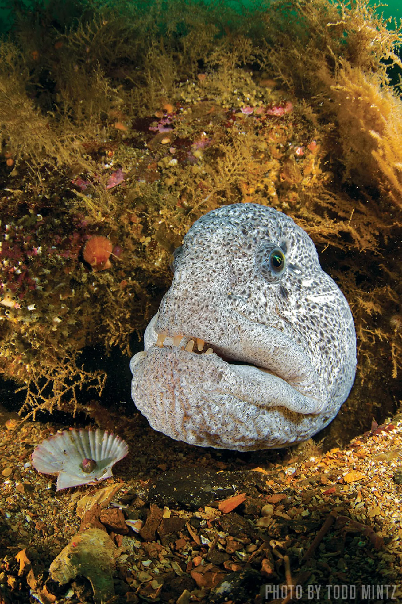 Wolf Eels | British Columbia