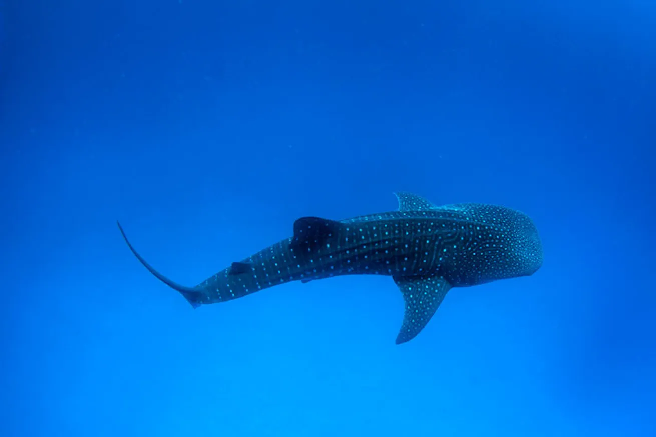 whale shark