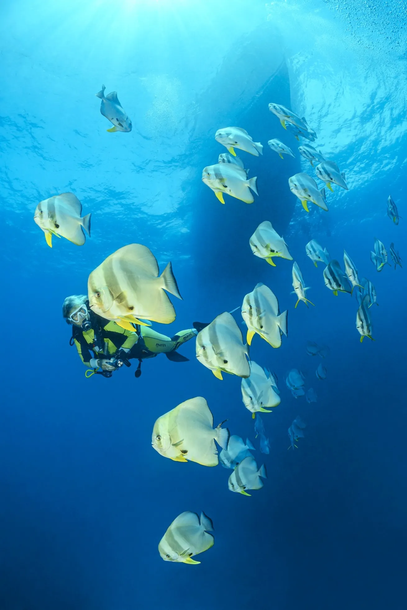 Longfin batfish, common in the Maldives, are known for their curiosity.