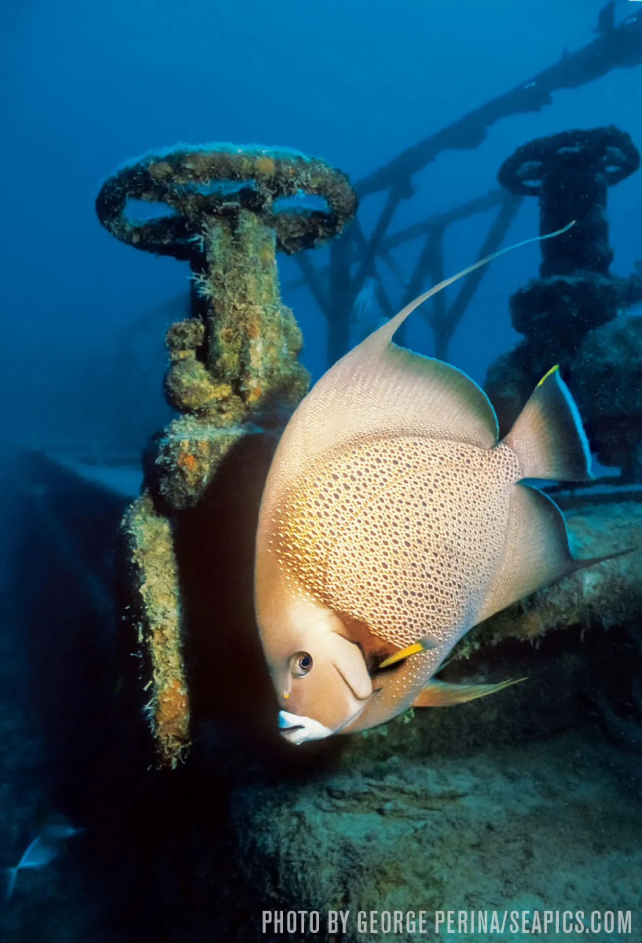 Scuba Diving wreck Roatan Prince Albert angelfish