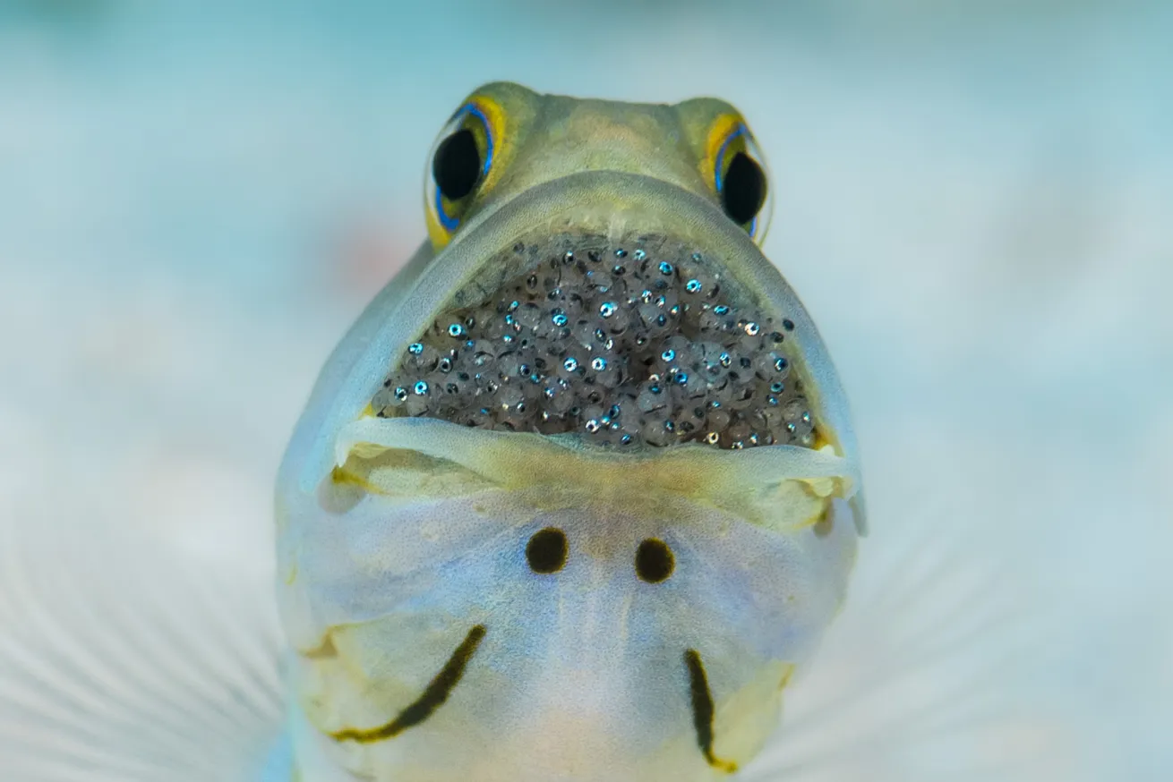 a male yellowhead jawfish (Opistognathus aurifrons) incubating eggs in mouth. Look closely to see eyes of developing embryos.