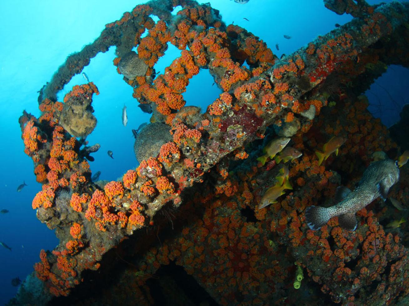 Curacao Shipwreck