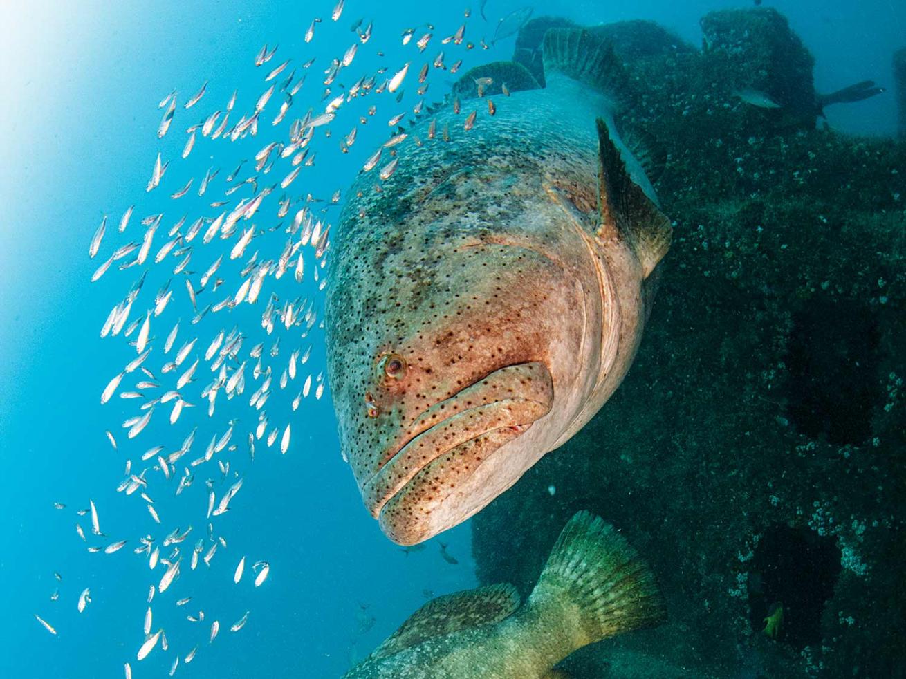 Atlantic goliath grouper