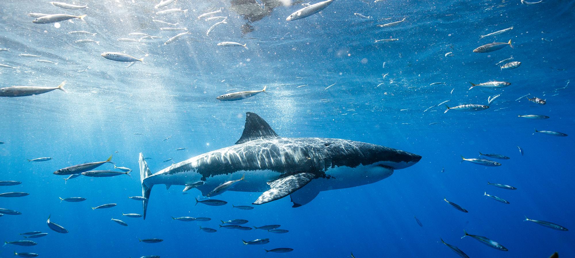 great white shark in the water