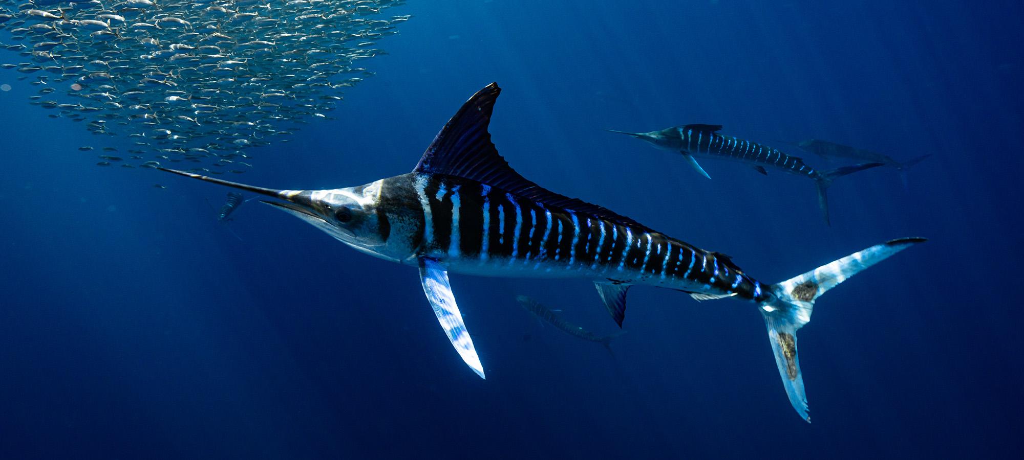 Battling for the Future of Striped Marlin During Mexico's Secret